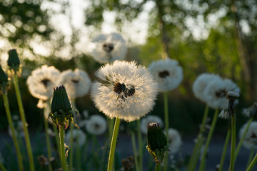 SONY DSC © Michal45