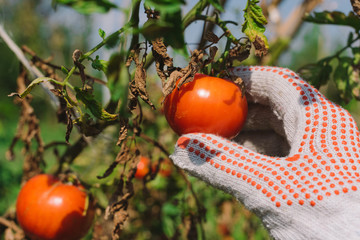 Hand picking tomato in organic vegetable garden