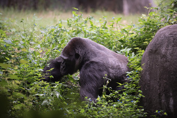 Animals of the Zoo - Gorilla