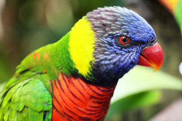Rainbow lorikeet