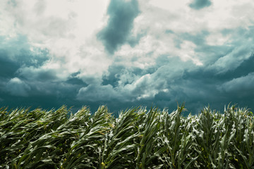 Storm in corn field