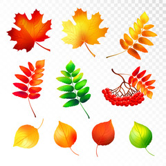 Set of colorful autumn leaves and berries. Vector illustration.