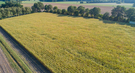 Maisernte, Maishäcksler in Aktion, Erntewagen mit Traktor