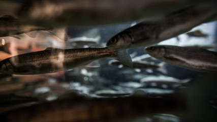 through the stream