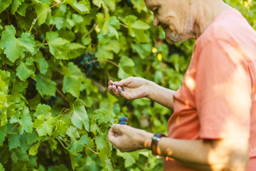 senior male farmer in the graves vineyard harvest on summer day