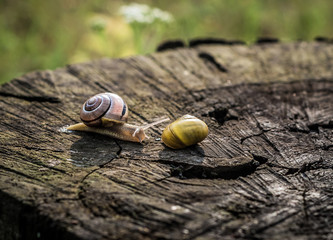 ślimaki na drewnianym tle © Henryk Niestrój