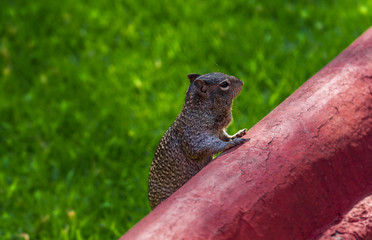 Cute mexican squirrel alertness, grass bokeh background
