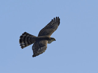 Eurasian sparrowhawk (Accipiter nisus)