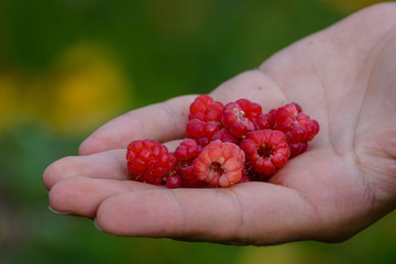 Red raspberry 