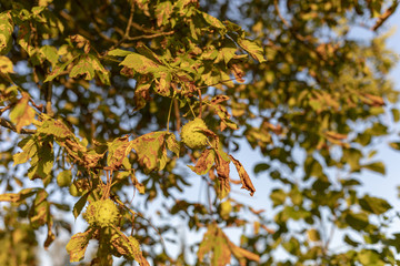 Kastanien im Abend Sonnenlicht