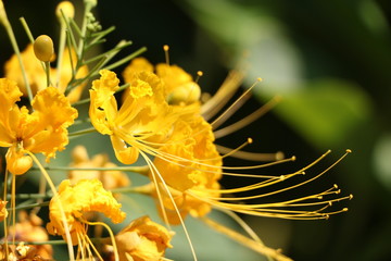 Amarillo dorado