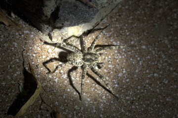 Wolf spider,  Tarantula (Lycosa singoriensis) in the light of a lantern