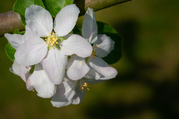 Common pear, Pyrus domestica