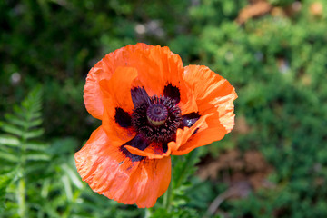 Corn poppies (Papaver rhoeas)
