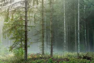 Forest of larch and birch trees with morning fog