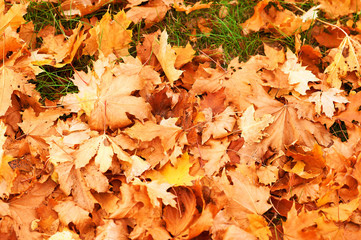 yellow leaves on green grass as background - beautiful autumn landscape