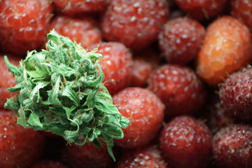 marijuana and raspberries