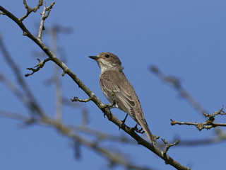 Spotted flycatcher (Muscicapa striata)