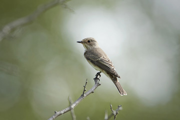 Spotted flycatcher (Muscicapa striata)