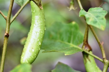 green brinjal