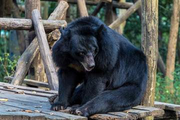 Laos - Luang Prabang - Tat Kuang Si - Bären Rettungsstation (Bear Rescue Centre)