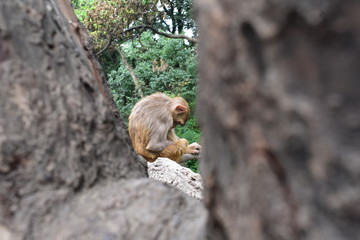 Monkey in a tree