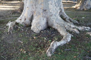 Long tree roots