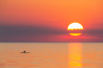 Seagull enjoying the sunset
