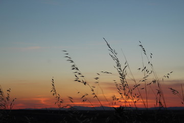 Espiga en el atardecer