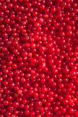 red ripe and sweet currant berries top view background.