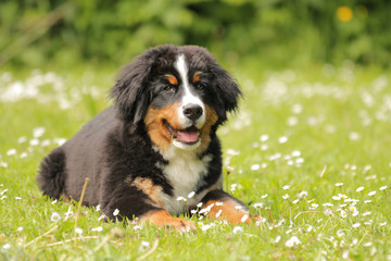 Berner Sennenhund