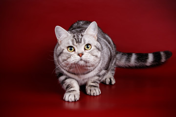 American shorthair cat on colored backgrounds