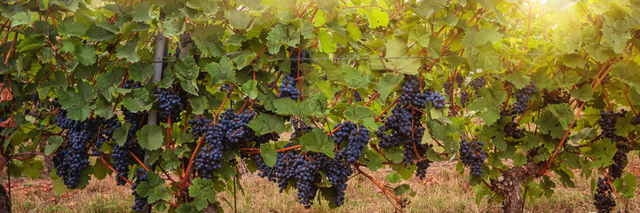Weintrauben auf Weingut im Sonnenlicht