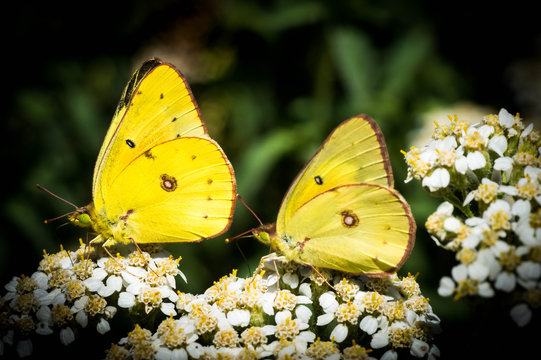 Two Butterflies