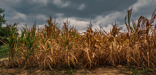 Vertrocknetes Maisfeld