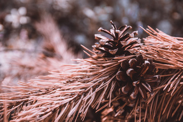 Closeup of brown pine needles with a shallow depth of field