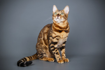 Obraz premium Bengal cat on colored backgrounds
