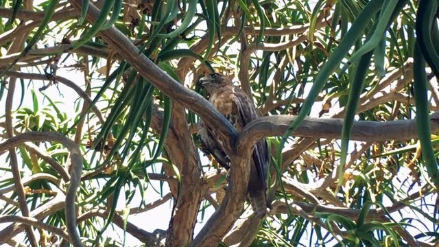 Large hawk looks around while perched on a tree branch