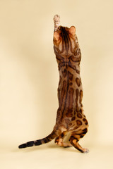 Bengal cat on colored backgrounds