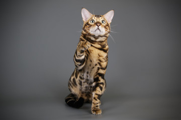 Fototapeta na wymiar Bengal cat on colored backgrounds
