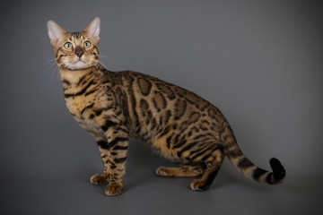 Bengal cat on colored backgrounds