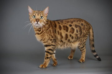 Bengal cat on colored backgrounds