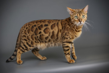 Bengal cat on colored backgrounds