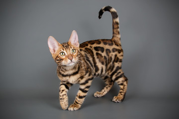 Bengal cat on colored backgrounds