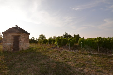 CAZELLE DE VIGNE VIGNOBLE D'EPINEUIL YONNE BOURGOGNE FRANCE