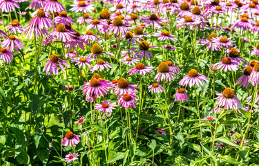 Pink Echinacea flowers on green nature background close up