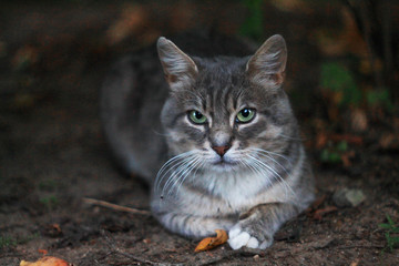 Grey stripped cat lying down in evening park
