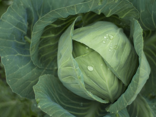 Fototapeta premium Detail top view cabbage in the garden. Fresh vegetables with water drops as natural background.