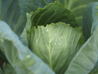 Detail top view cabbage in the garden. Fresh vegetables with water drops as natural background
