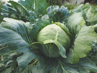 Detail top view cabbage in the garden.